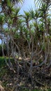 trees and roots of sea pandan, sand pandan or thorn pandan (Pandanus odorifer) Royalty Free Stock Photo