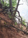 Trees, roots, water, sand, green foliage