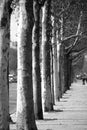 Trees in a row