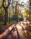 Trees in row along small road with mysterious shadow play