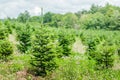 Trees in a row at the Christmas tree farm during the summer day Royalty Free Stock Photo