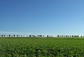 Trees row on horizon.