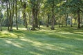 Trees in rows in the park