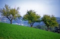 Trees in rural landscape