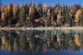 Trees's mirror in the river, Kanas, xinjiang Royalty Free Stock Photo