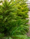 Trees for sale on Christmas tree lot Royalty Free Stock Photo