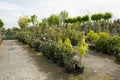 Trees for sale in a row, in pots Royalty Free Stock Photo