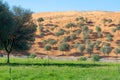 Trees on a Sand Dune, grass in front Royalty Free Stock Photo