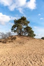 Trees and sand plains at the dutch dessert