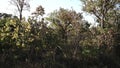 Trees in the Savannas of Brazil