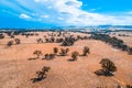 Scattered trees growing on yellow grasslands in Australia. Royalty Free Stock Photo