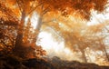 Trees in a scenic misty forest in autumn