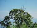 Roadside tree