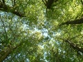 Trees seen from below Royalty Free Stock Photo
