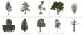 Clipart Trees