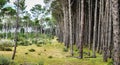 Trees sequential Royalty Free Stock Photo