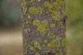 Trees in Sequoia National Park.Tree trunk with moss.The green moss on the bark background texture . The texture of the tree bark Royalty Free Stock Photo