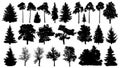 Trees set silhouette. Coniferous forest. Isolated tree on white background Royalty Free Stock Photo