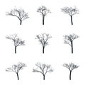 Trees set silhouette. Coniferous forest. Isolated tree on white background. Royalty Free Stock Photo