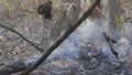 Trees that are severely damaged after a fire.