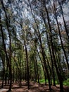 Trees shadow leaf kerala nature naturephotography Royalty Free Stock Photo