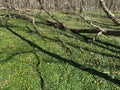 Trees, Shadows and Beautiful Yellow Wildflowers in a Spring Forest in March Royalty Free Stock Photo