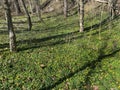 Trees, Shadows and Beautiful Yellow Wildflowers in a Spring Forest Royalty Free Stock Photo