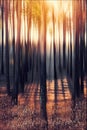 Trees with shadows in the forest at dawn in the mountains of the Himalayas. Nepal