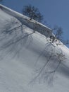 Trees shadows on snow Royalty Free Stock Photo