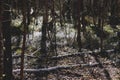 Trees shadows with two birches lie in the meadow forest Royalty Free Stock Photo