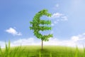 Trees in shape of euro sign business concept of growing prosperity Royalty Free Stock Photo