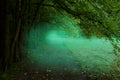 Pathway in misty forest. Blue mist, semitransparent fog Royalty Free Stock Photo