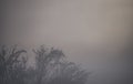 Trees shed their leaves in winter against a blue sky at dawn and light fog Royalty Free Stock Photo