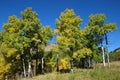 Trees in Sheep River Valley