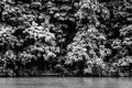 Trees on the shore of Lake Marburg, at Codorus State Park, Pennsylvania. Royalty Free Stock Photo