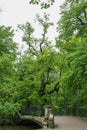 Trees on the shore of the pond in the park near the Nymphenburg Palace in Munich in Bavaria