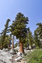 Trees on the shoreline of Lone Pine Lake, Eastern Sierras, California Royalty Free Stock Photo