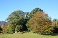 Trees showing Autumn tints, Causey Pike, Cumbria Royalty Free Stock Photo