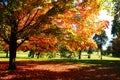 Trees shows a Brilliant Autumn Hue