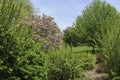 Pink crabapple tree blooming in the park Royalty Free Stock Photo