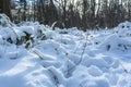 The trees and shrubs in the De Horsten park in Wassenaar are covered with a layer of fresh snow Royalty Free Stock Photo