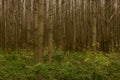 Trees and Shrubs in Dense Forest Royalty Free Stock Photo
