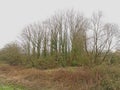 Trees and shrubs n the Wallonian countryside