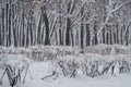 Trees and shrubs in the park covered with snow Royalty Free Stock Photo