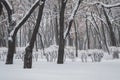 Trees and shrubs in the park covered with snow Royalty Free Stock Photo