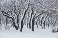 Trees and shrubs in the park covered with snow Royalty Free Stock Photo