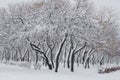 Trees and shrubs in the park covered with snow Royalty Free Stock Photo