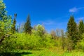 Trees and shrubs surrounding the trail against a spring blue sky Royalty Free Stock Photo