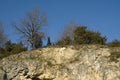 Trees and shrubs at top of a rockwall