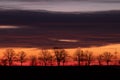 trees at a side of a country road at dawn